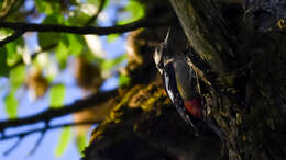 Image of Himalayan Woodpecker