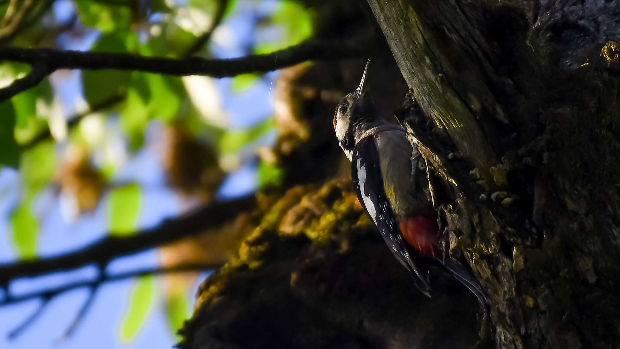 Image of Himalayan Woodpecker