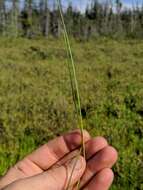 Image of Few-Nerve Cotton-Grass