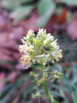 Image of Reseda jacquinii Rchb.