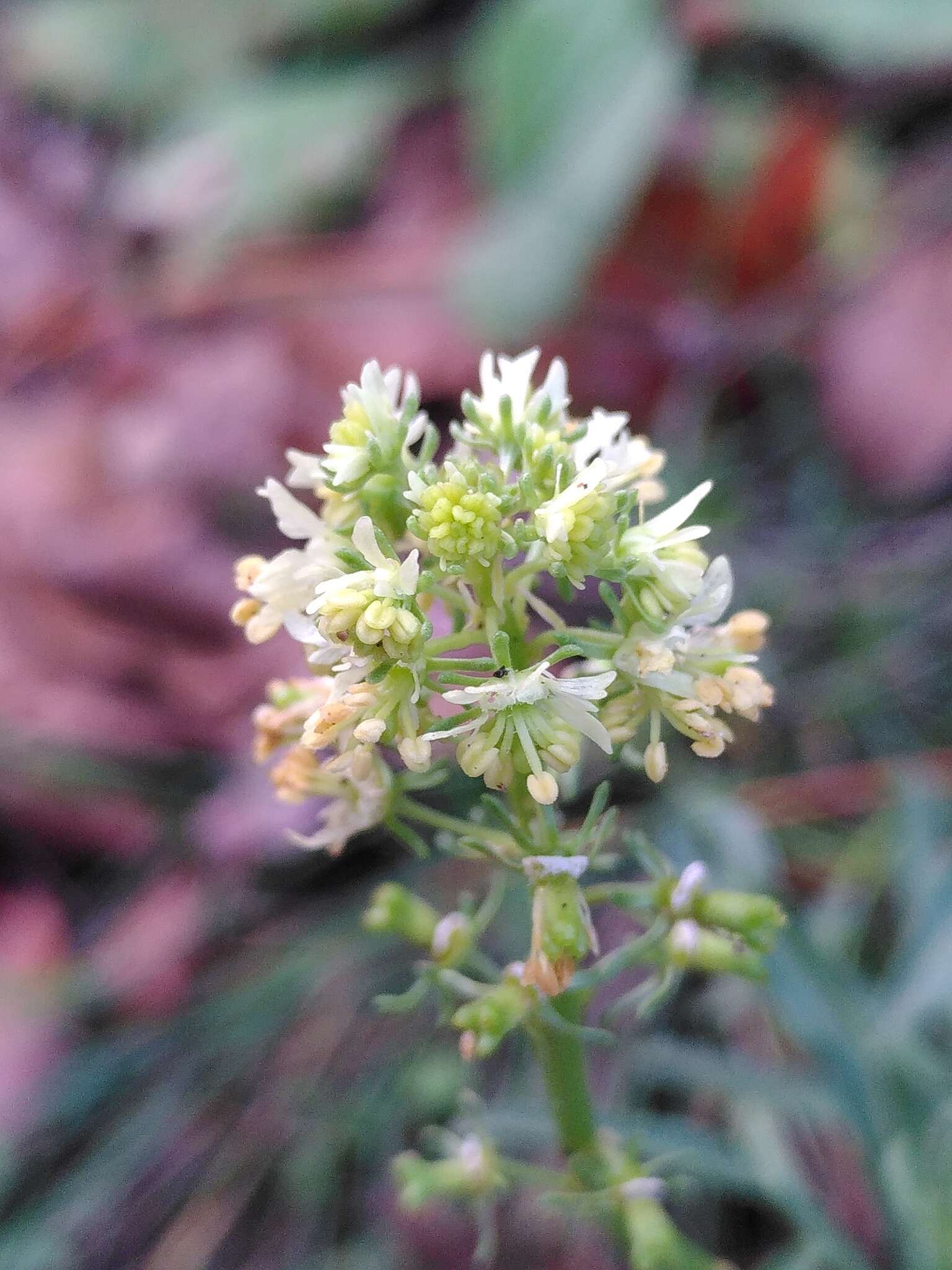 Image of Reseda jacquinii Rchb.