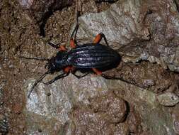 Carabus (Ctenocarabus) galicianus Gory 1839 resmi