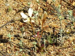 Image of Lapeirousia fabricii subsp. fabricii