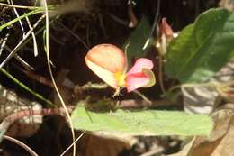 Image de Rhynchosia monophylla Schltr.