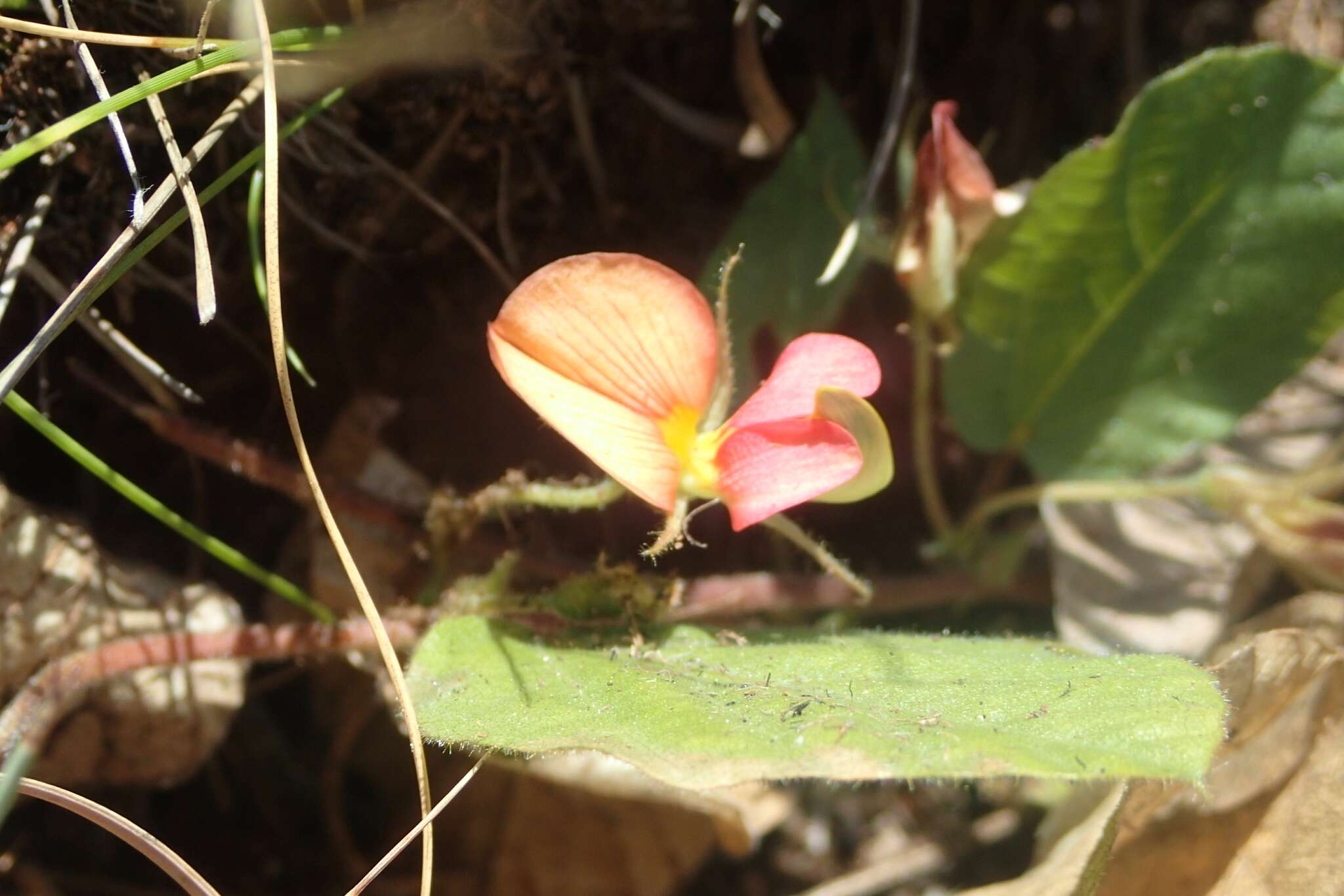 Image of Rhynchosia monophylla Schltr.