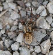 Imagem de Lycosa fasciiventris Dufour 1835