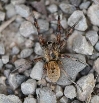 Image of Lycosa fasciiventris Dufour 1835