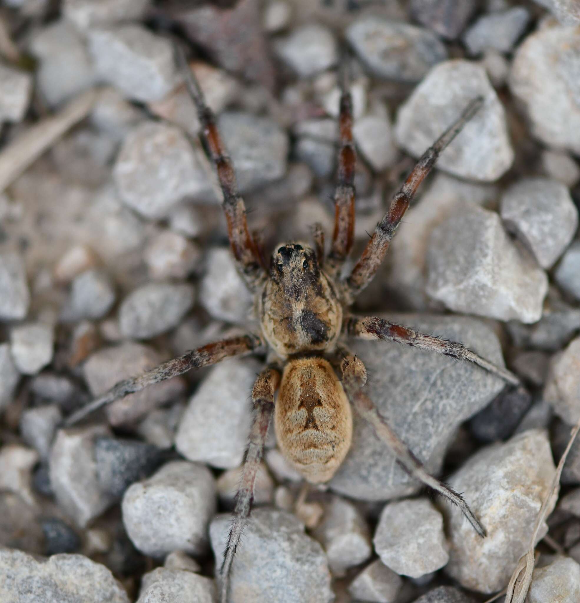 Imagem de Lycosa fasciiventris Dufour 1835