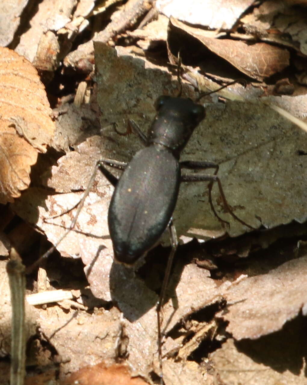 Imagem de Dromochorus belfragei Sallé 1877