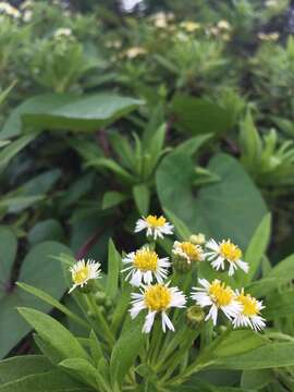 Image of Erigeron lancifolius Hook. fil.