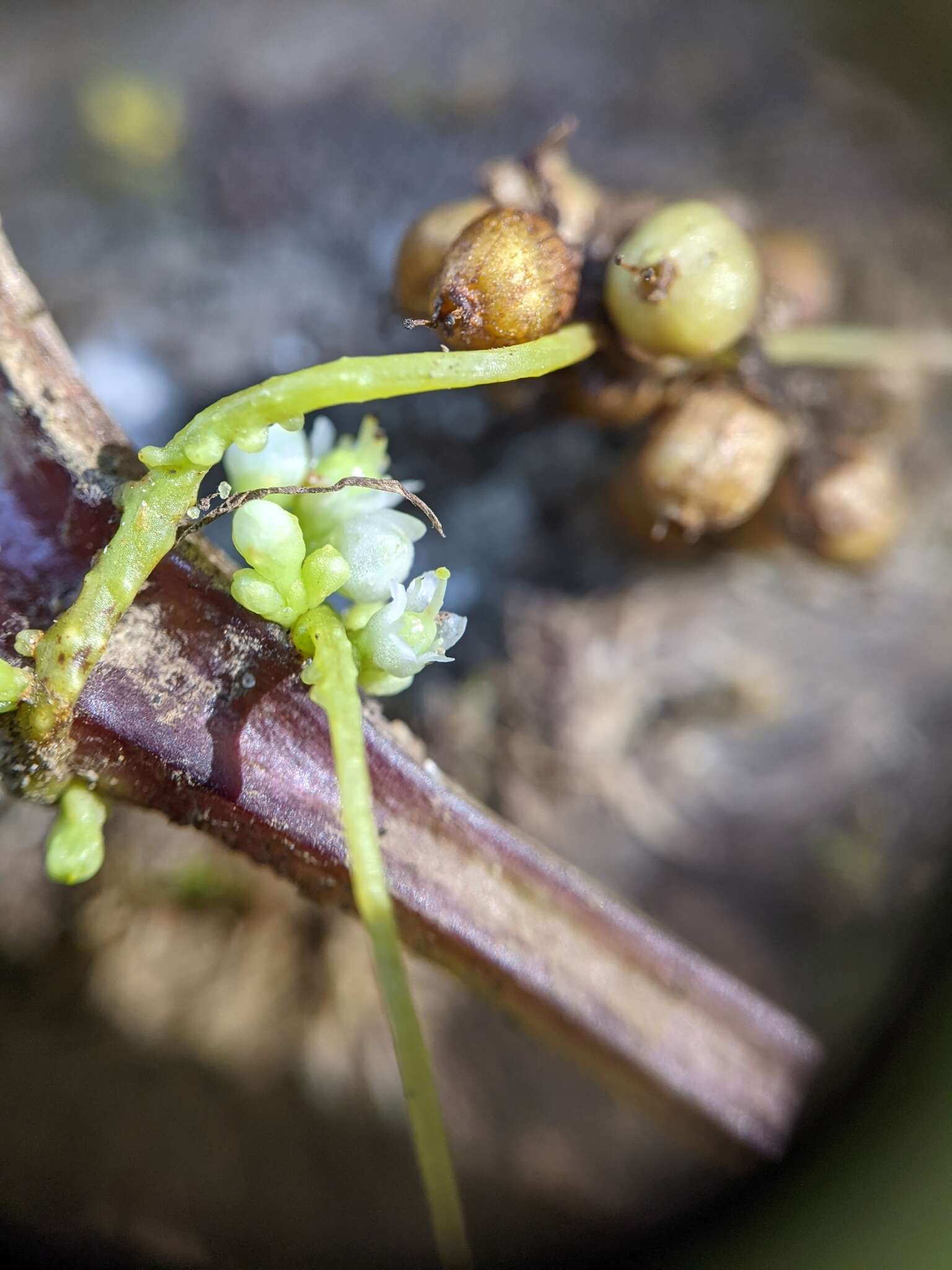 Cuscuta cuspidata Engelm. & Gray resmi