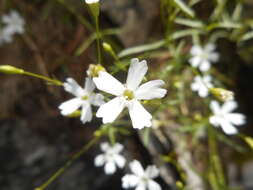 Image de Heliosperma pusillum (Waldst. & Kit.) Rchb.