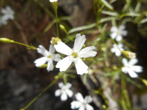 Image of Heliosperma pusillum (Waldst. & Kit.) Rchb.