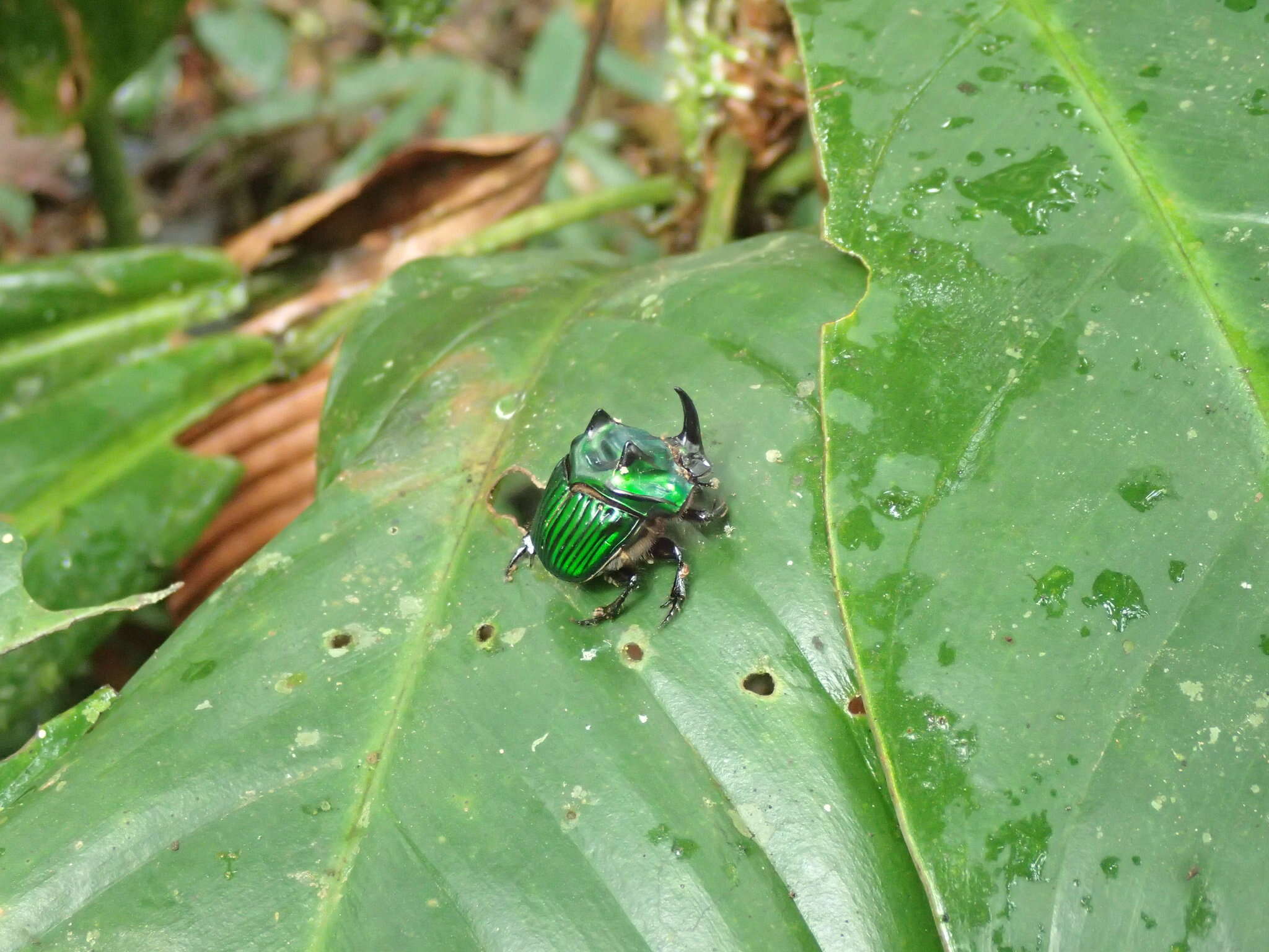 Image of Green Devil Beetle