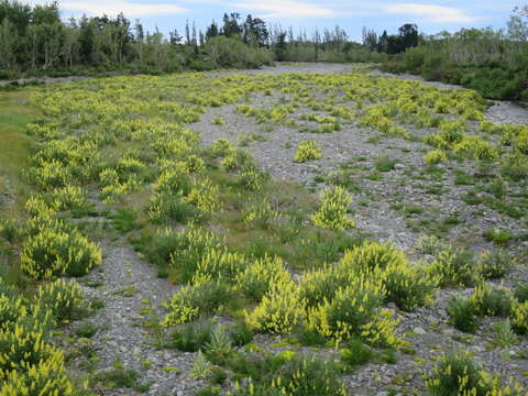 Sivun Lupinus arboreus Sims kuva