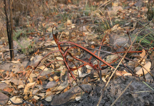 Image of Pitcher plant