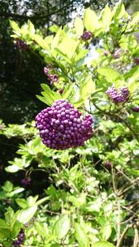 Image of Japanese callicarpa