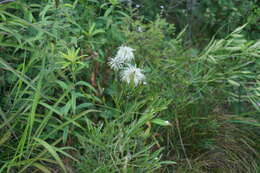 Imagem de Clematis hexapetala Pall.