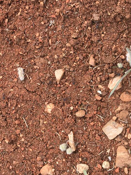 Image of Rough Harvester Ant