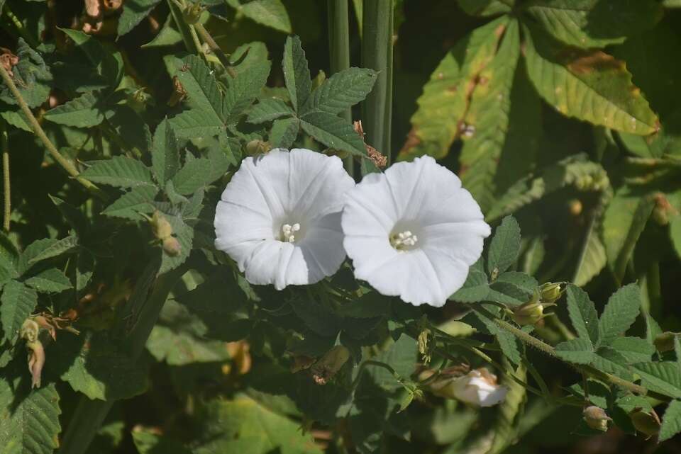 Image of roadside woodrose