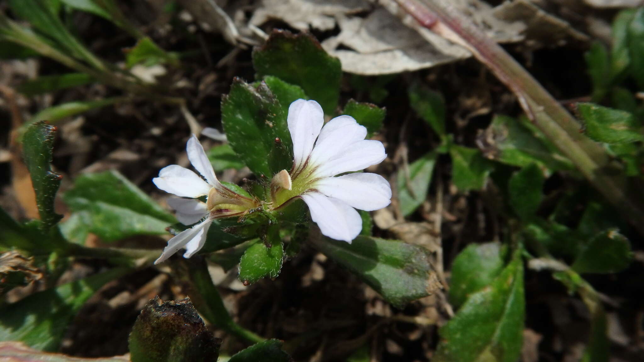 Image of Scaevola albida (Smith) Druce