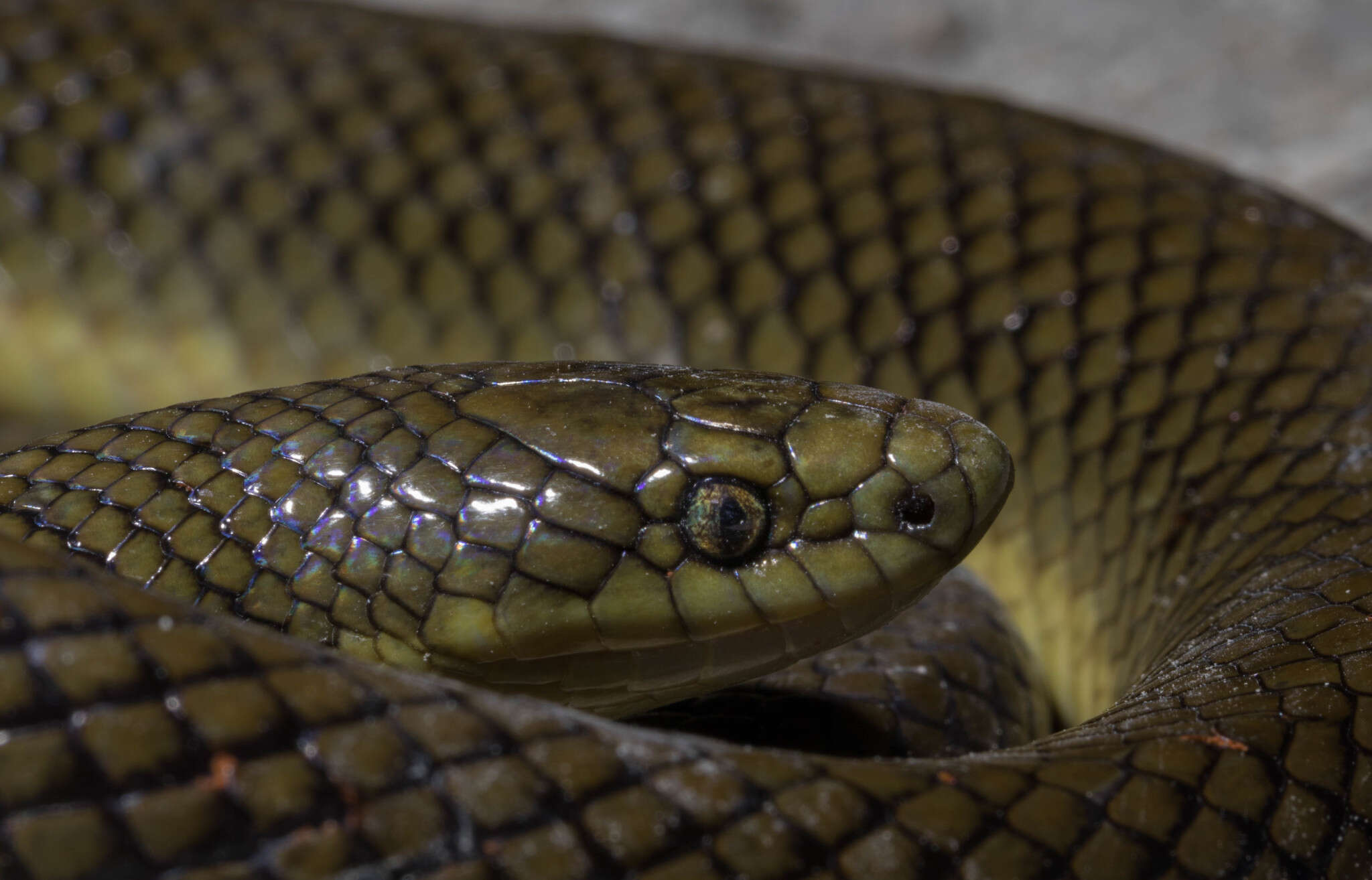 Image of Paraphimophis rusticus (Cope 1878)