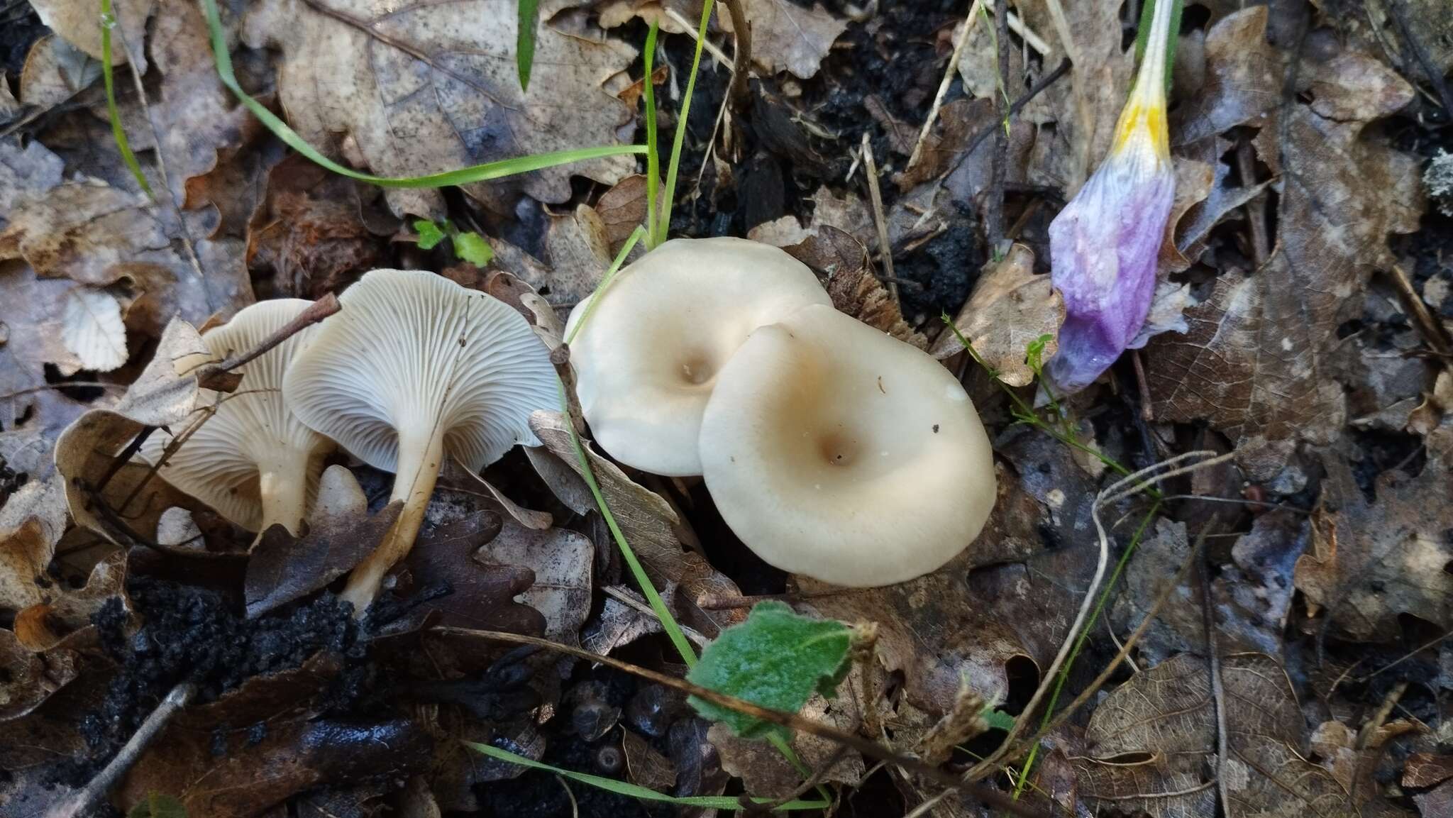 Clitocybe phaeophthalma (Pers.) Kuyper 1981 resmi