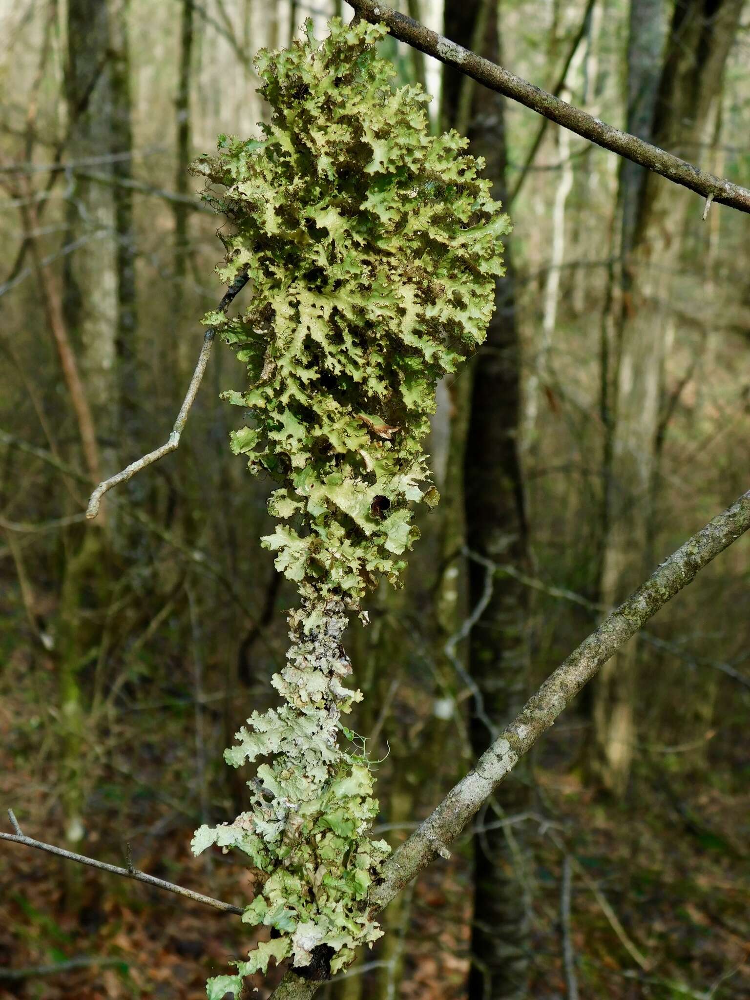 Слика од Tuckermanopsis ciliaris