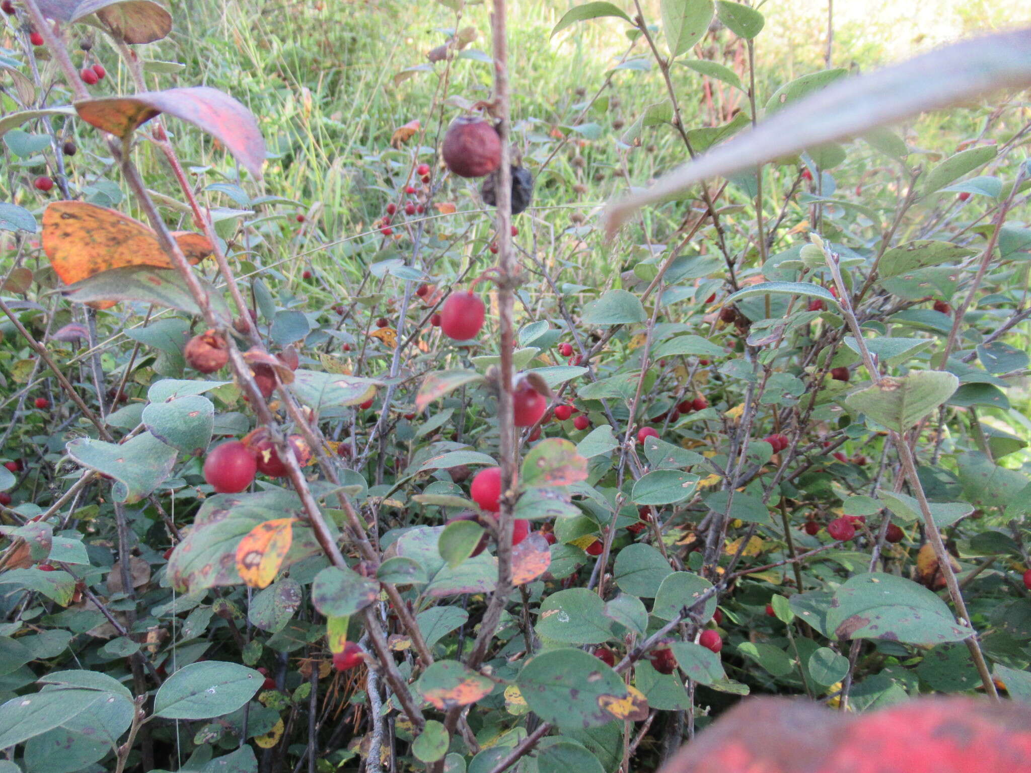 Image of Cotoneaster uniflorus Bunge