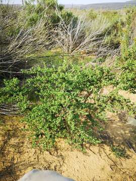 Image of <i>Polhillia involucrata</i>