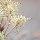 Image of Spergularia manicata (Skottsb.) Kool & Thulin