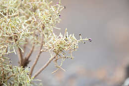 Image of Spergularia manicata (Skottsb.) Kool & Thulin