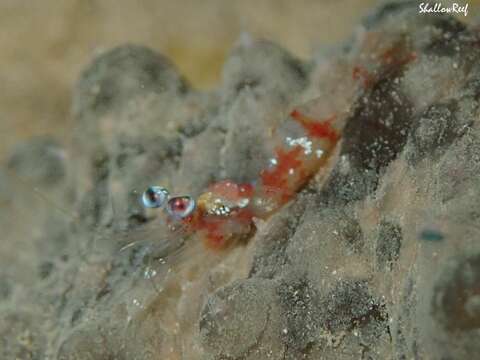 Image of Hawaiian night shrimp