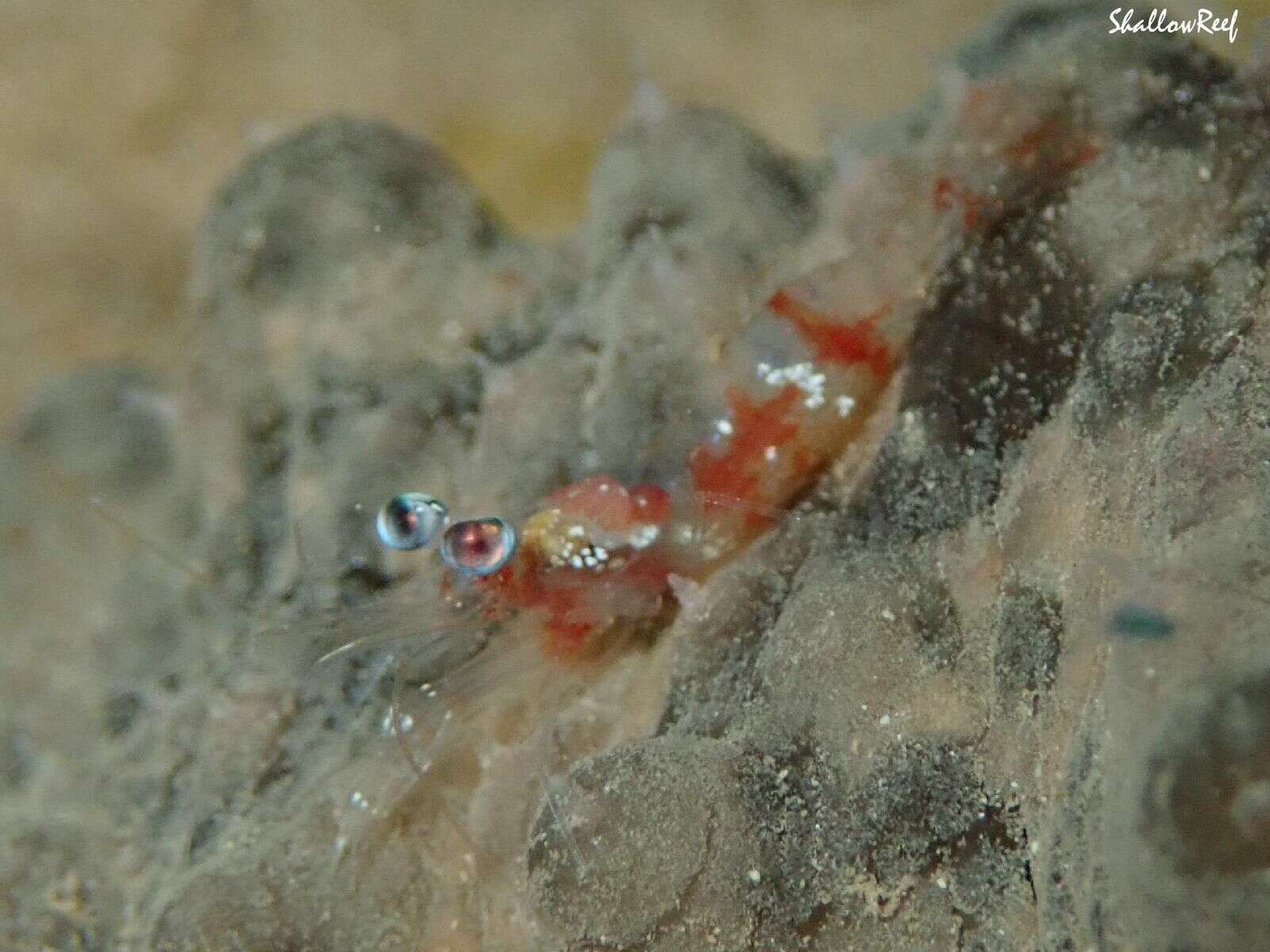 Image of Hawaiian night shrimp