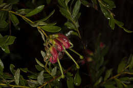 Image of Grevillea banyabba P. M. Olde & N. R. Marriott