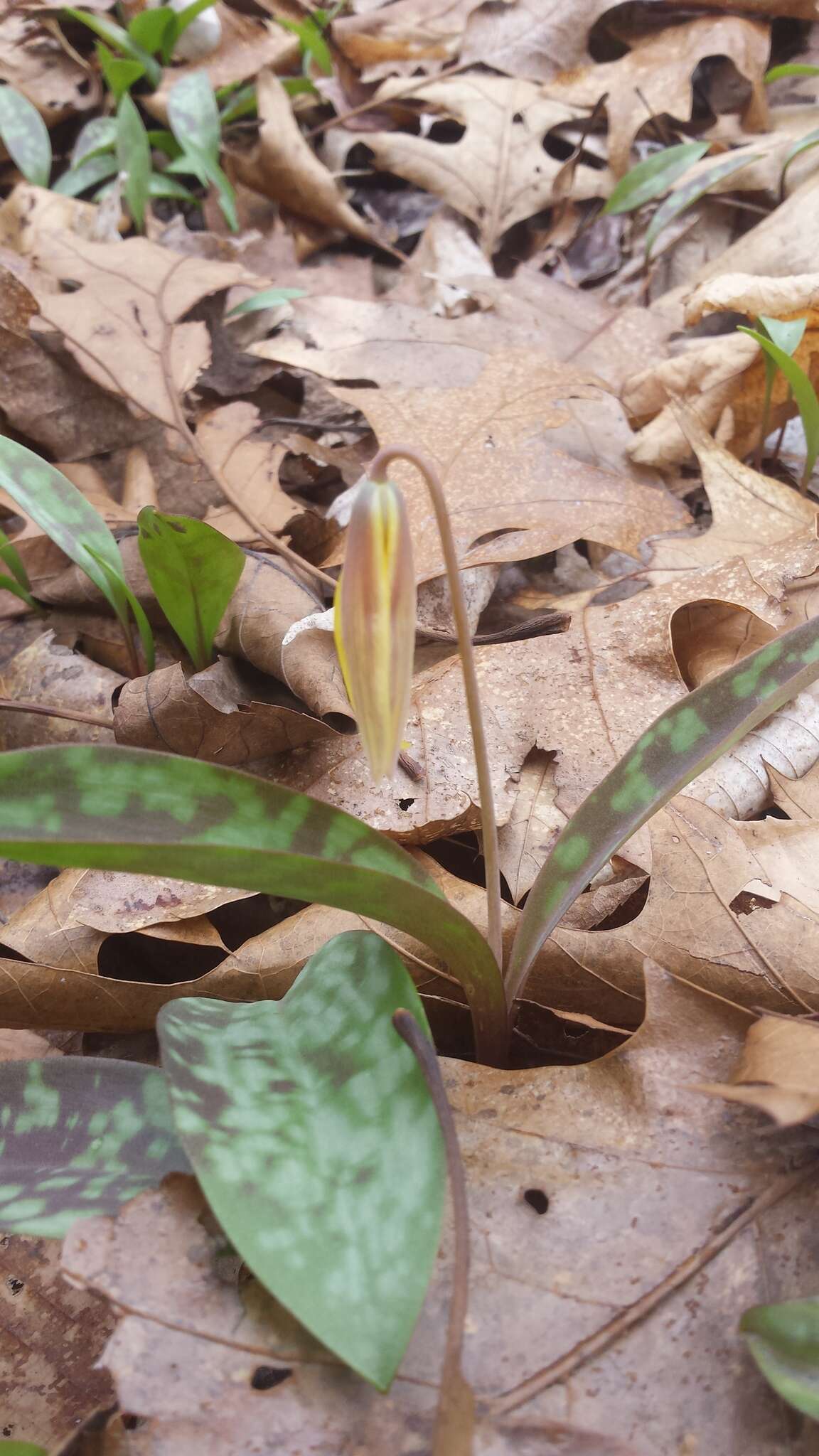 Image of dogtooth violet