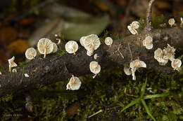 Plancia ëd Marasmiellus alliiodorus (Mont.) Singer 1962