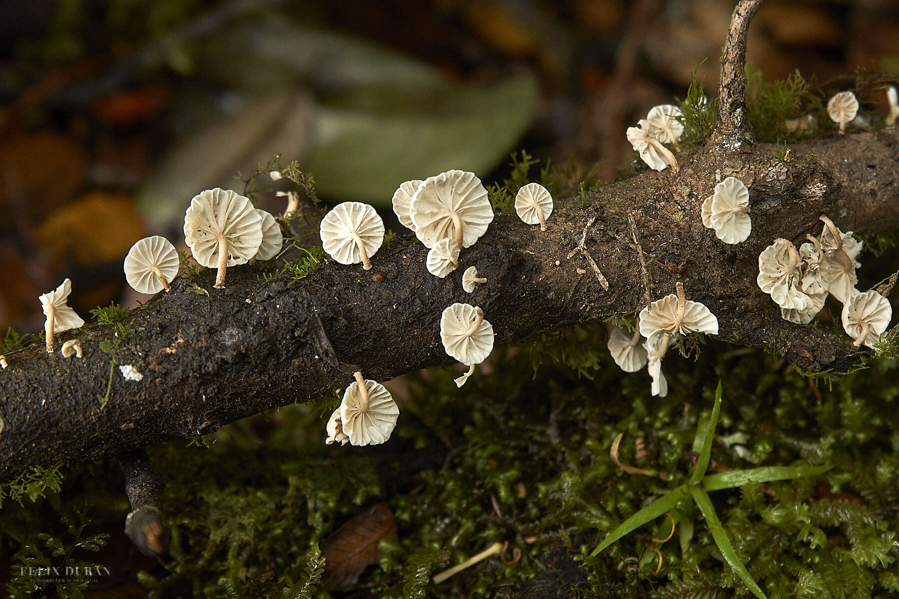 Plancia ëd Marasmiellus alliiodorus (Mont.) Singer 1962