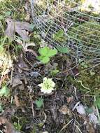 Слика од Trifolium calcaricum J. L. Collins & Wieboldt