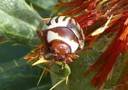 Image of Sunflower Beetle