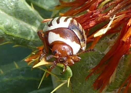 Image of Sunflower Beetle