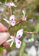 Image of Pelargonium divisifolium P. Vorster