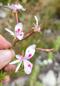 Imagem de Pelargonium divisifolium P. Vorster