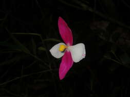 Слика од Begonia betsimisaraka Humbert