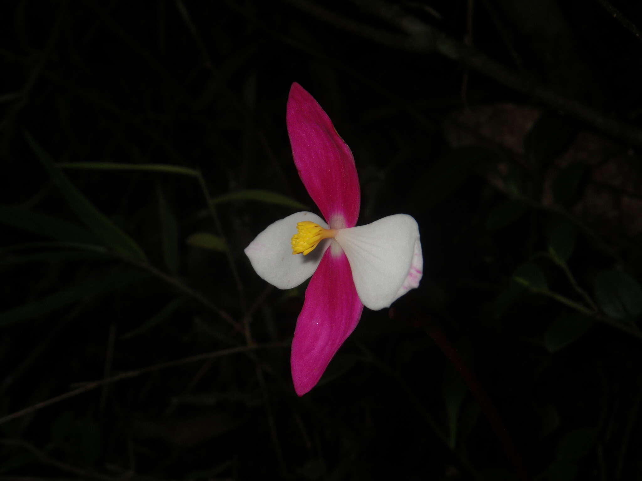 Image of Begonia betsimisaraka Humbert