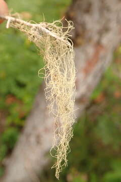 Image of Angel's hair