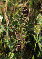 Image of Desmazeria philistaea (Boiss.) H. Scholz