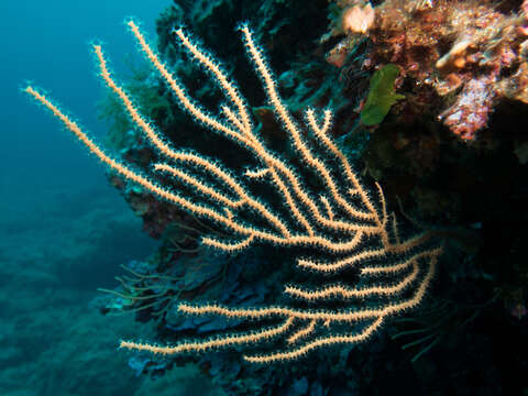 Image of yellow gorgonian