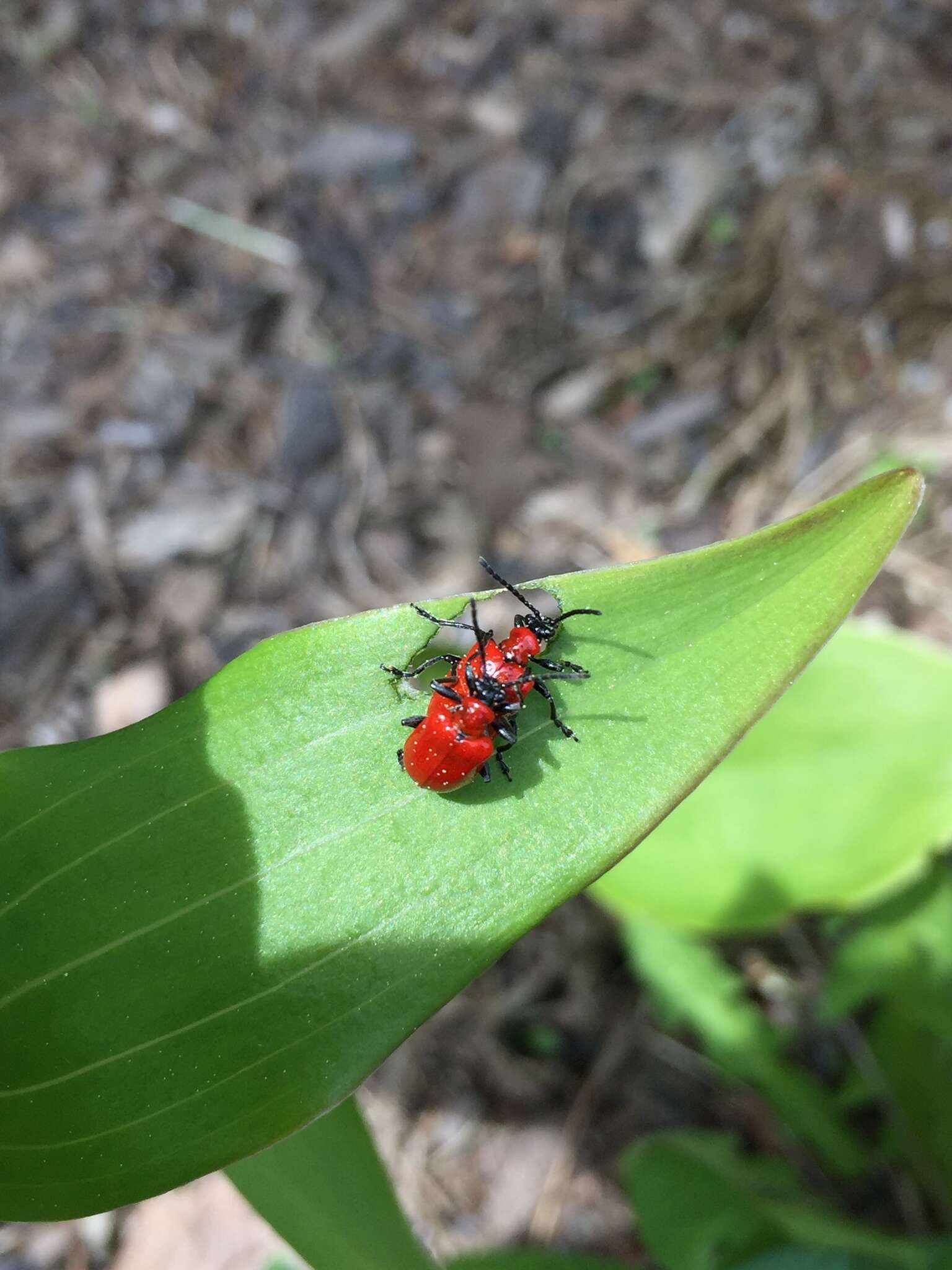 Image of Scarlet lily beetle