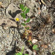 Image of roundleaf sensitive pea